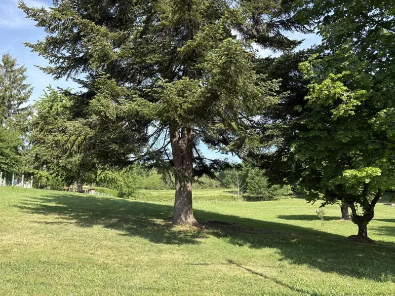Terrain à bâtir avec de grands arbres